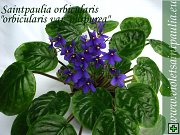 thn_Saintpaulia orbicularis-orbicularis var.purpurea.jpg